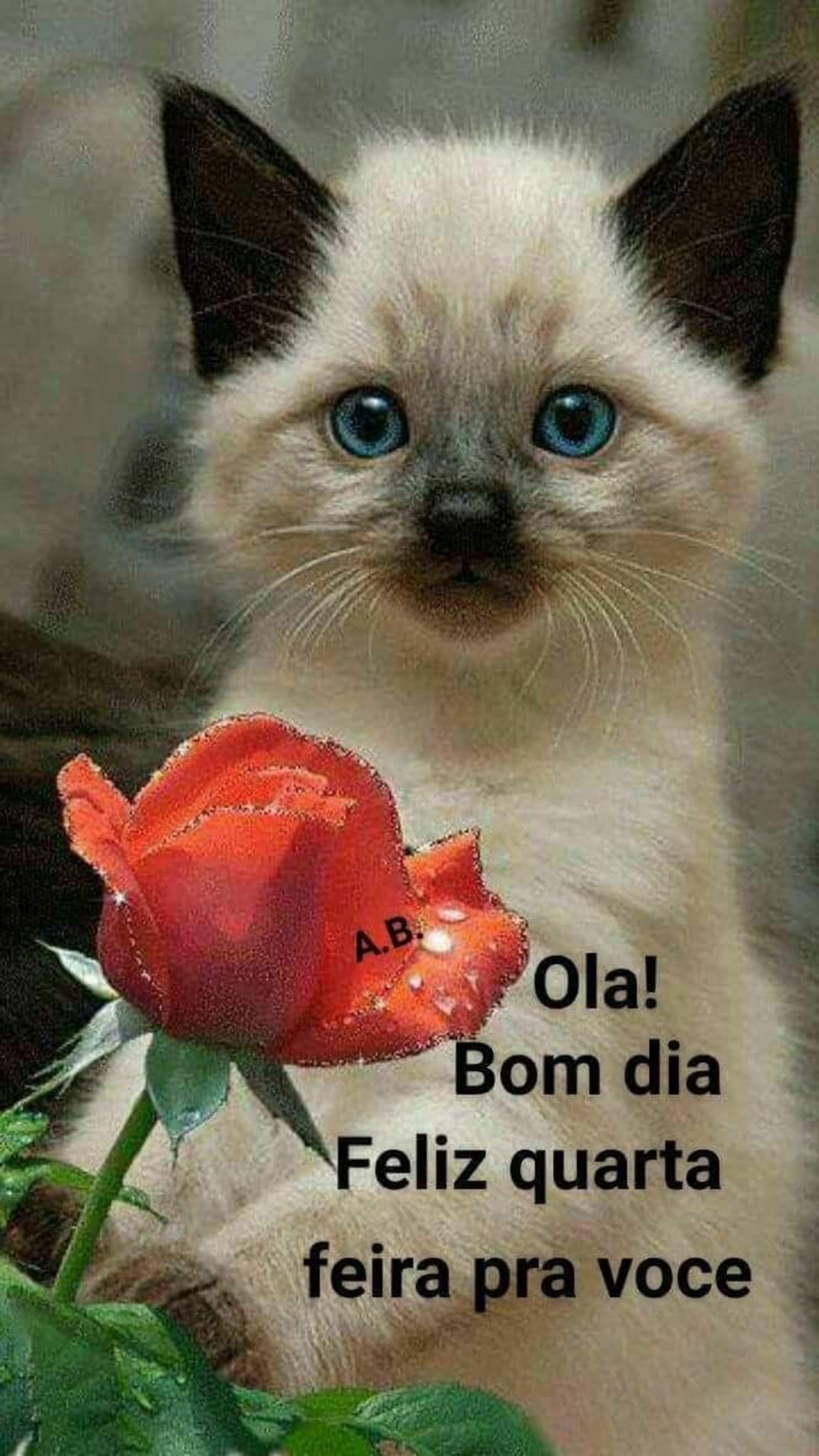 Deseje um Bom Dia Feliz Quarta-Feira com Imagens Belas